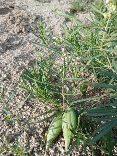Cynanchum thesioides
