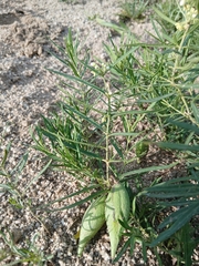 Cynanchum thesioides