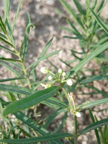 Cynanchum thesioides, photograph 2
