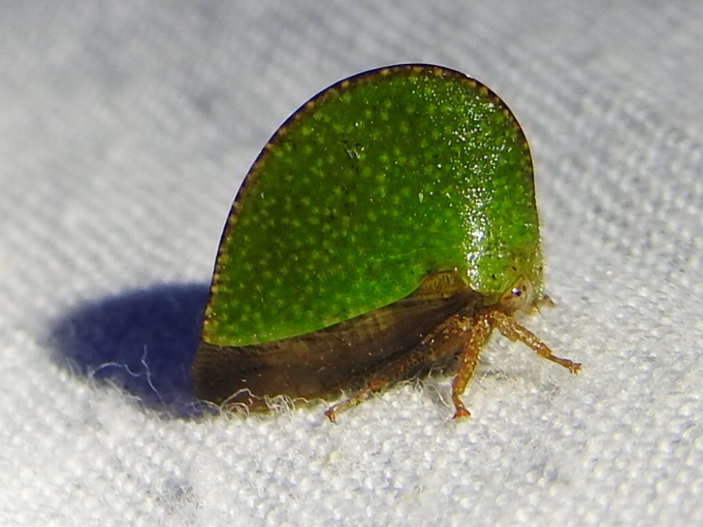 Archasia auriculata