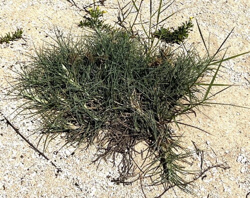 Spinifex littoreus, photograph 2