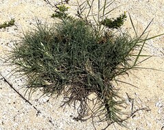 Spinifex littoreus, photograph (c) 胡正恆(Jackson Hu), some rights reserved (CC BY)