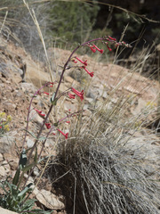 Penstemon utahensis