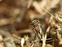 Euophrys frontalis