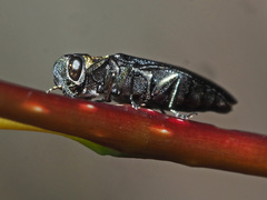 Agrilus pratensis
