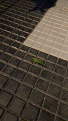 Tettigoniidae