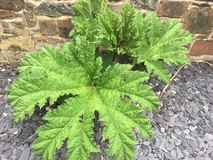 Gunnera tinctoria