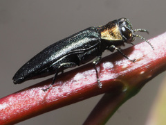Agrilus pratensis