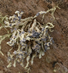Niebla cephalota