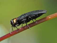 Agrilus pratensis