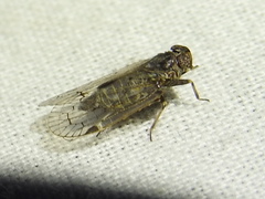 Melanoliarus aridus
