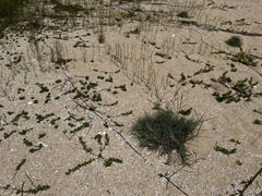 Spinifex littoreus, photograph (c) 胡正恆(Jackson Hu), some rights reserved (CC BY)