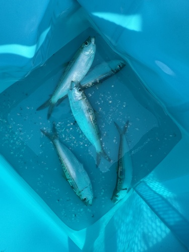 Sardinella gibbosa observed 2026-08-08