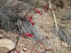 Penstemon utahensis