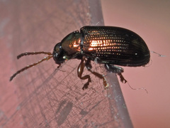 Crepidodera aurea