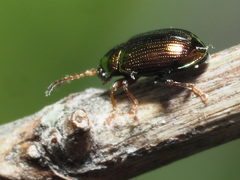 Crepidodera aurea
