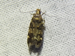 Chionodes bicostomaculella