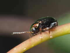 Crepidodera aurea