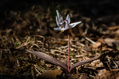 Erythronium albidum