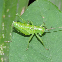 Tettigonia orientalis