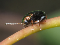 Crepidodera aurea