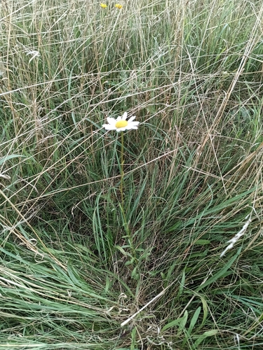 oxeye daisy