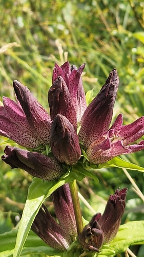 Gentiana pannonica, photograph 6