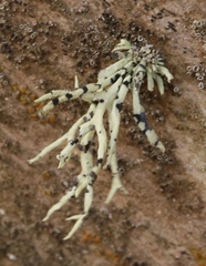 Niebla cephalota