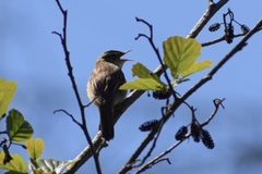 Acrocephalus schoenobaenus