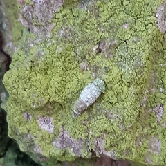 Luffia ferchaultella