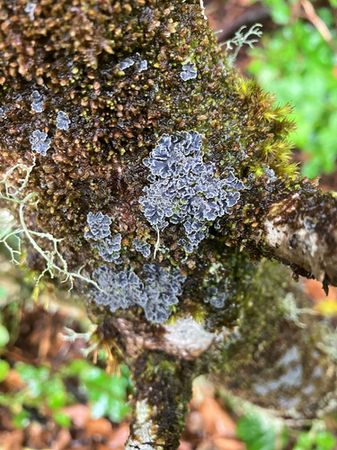 Mealy-rimmed Shingle Lichen