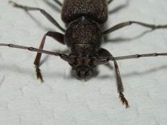 Stromatium longicorne