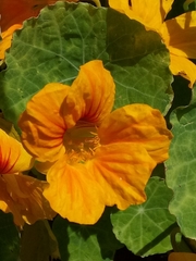 Tropaeolum majus image