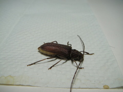 Stromatium longicorne