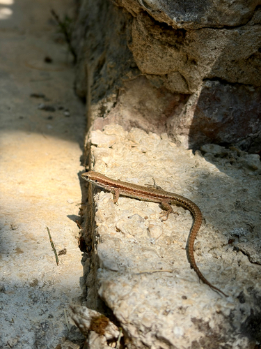 Common Wall Lizard