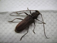 Stromatium longicorne