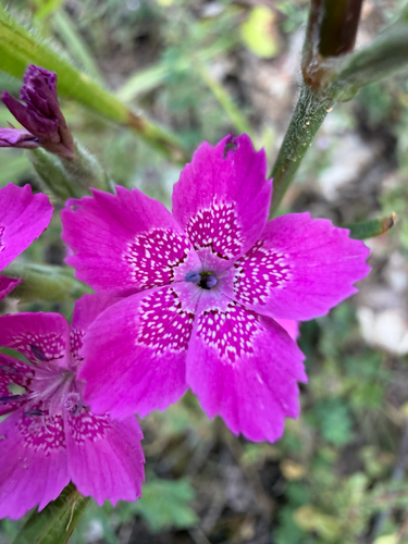 Maiden Pink