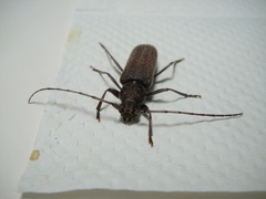 Stromatium longicorne