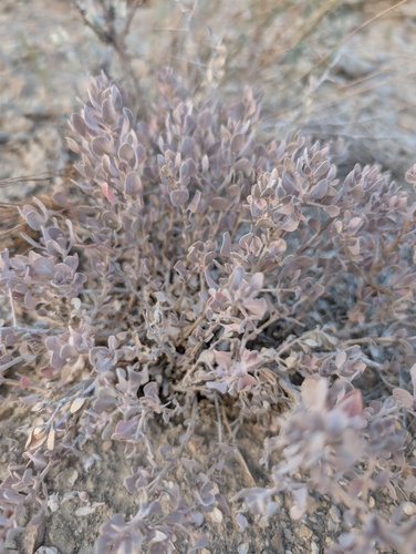 Atriplex confertifolia, photograph 6