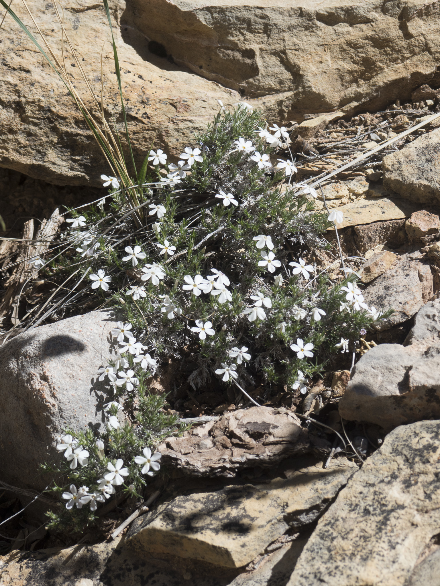 Phlox hoodii ssp. canescens