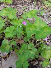 Ionoxalis