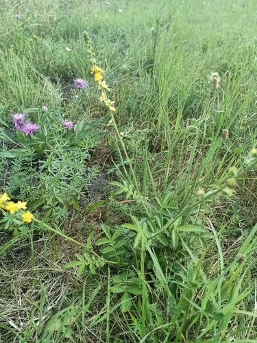 common agrimony