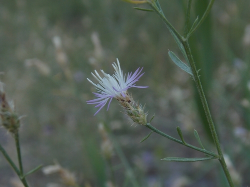 Centaurea virgata observed 2026-08-08