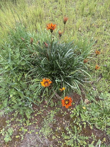 Garden Treasure Flower