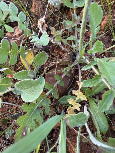 Saharan Mustard