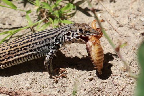 Western Whiptail, photo 8 of 10