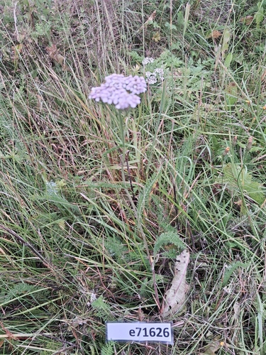 common yarrow