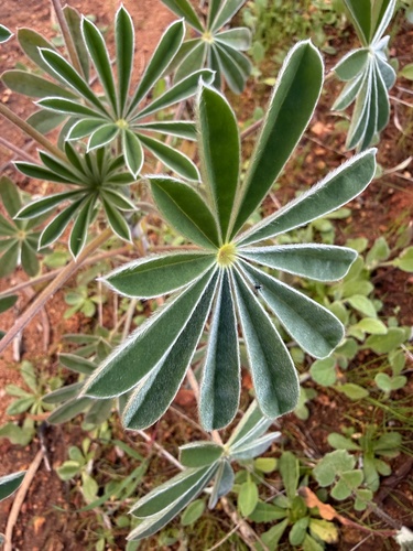 Sandplain lupine
