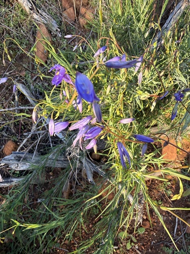 nodding blue lily