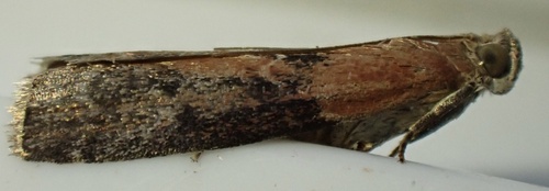 Willow Knot-horn, Graafland, Groot-Ammers, South Holland, NL, photo 7 of 10